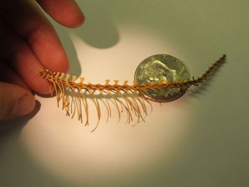 Media type: image;   Herpetology R-18364